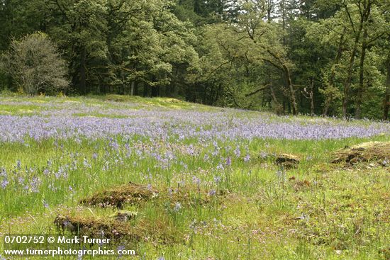 Camassia quamash; Plectritis congesta; Quercus garryana