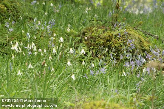 Erythronium oregonum; Camassia quamash