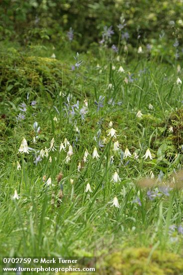 Erythronium oregonum; Camassia quamash
