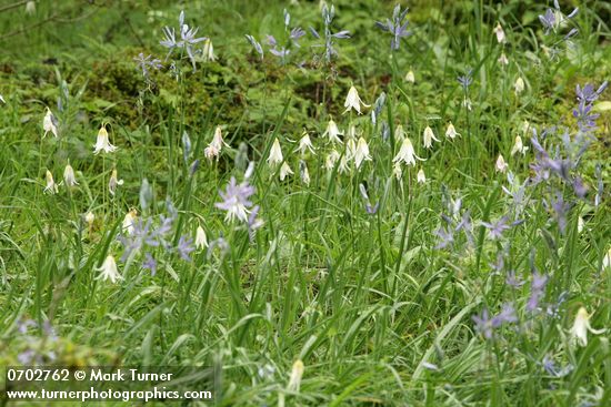 Erythronium oregonum; Camassia quamash