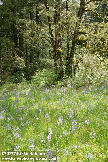 Camassia quamash; Quercus garryana