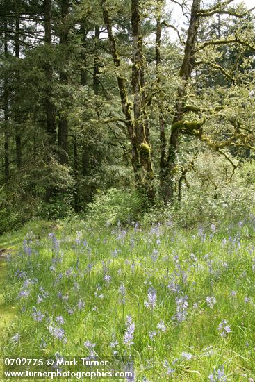 Camassia quamash; Quercus garryana