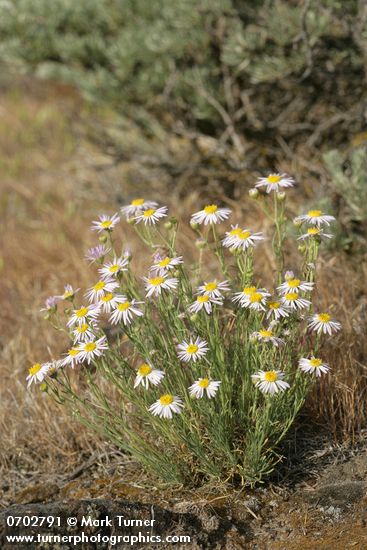 Erigeron filifolius