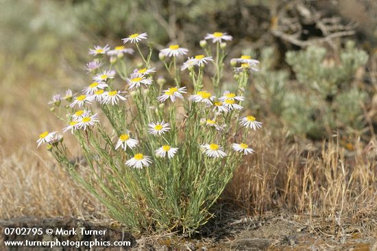Erigeron filifolius