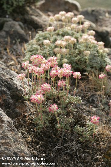 Eriogonum thymoides