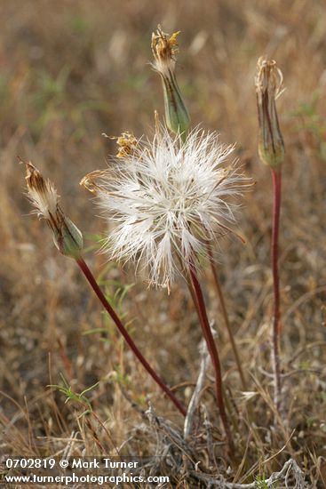 Nothocalais troximoides (Microseris troximoides)
