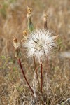 False Agoseris fruiting (seed) head