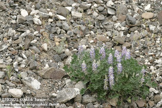 Lupinus aridus (L. lepidus var. aridus)