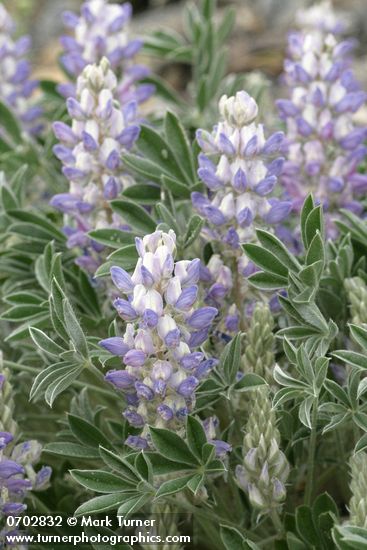 Lupinus aridus (L. lepidus var. aridus)