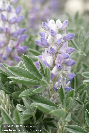 Lupinus aridus (L. lepidus var. aridus)