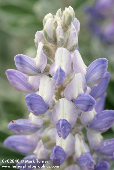 Lupinus aridus (L. lepidus var. aridus)