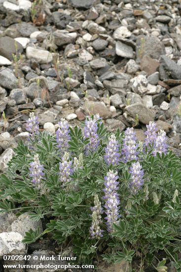 Lupinus aridus (L. lepidus var. aridus)