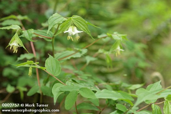 Prosartes hookeri var. oregana (Disporum hookeri)