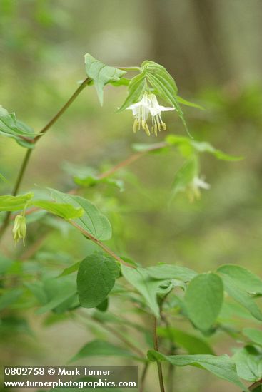 Prosartes hookeri var. oregana (Disporum hookeri)
