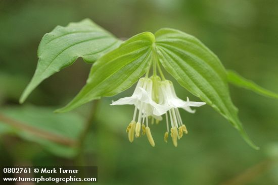Prosartes hookeri var. oregana (Disporum hookeri)