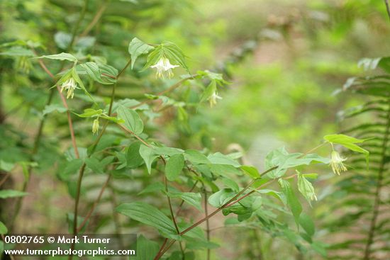 Prosartes hookeri var. oregana (Disporum hookeri)