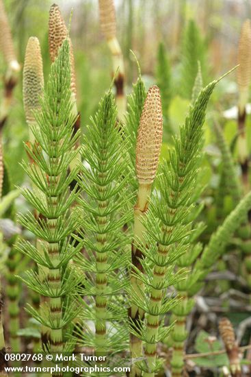 Equisetum telmateia