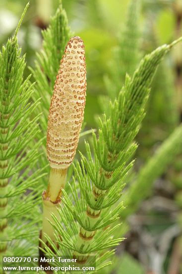 Equisetum telmateia