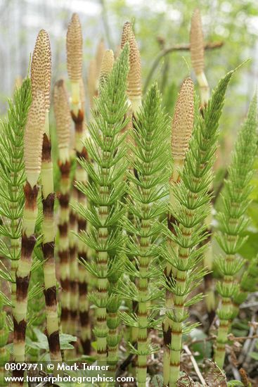 Equisetum telmateia