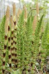 Giant Horsetail sterile & fertile stems