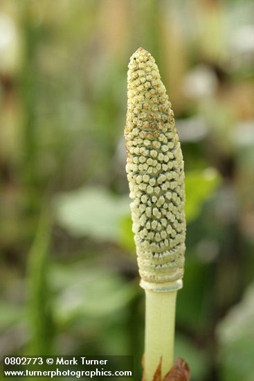 Equisetum telmateia