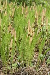 Giant Horsetail sterile & fertile stems