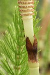 Giant Horsetail fertile stem detail