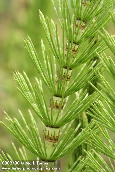 Equisetum telmateia