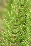 Giant Horsetail sterile stem detail