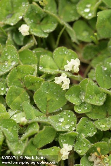 Trifolium subterraneum