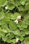 Burrowing Clover blossoms & foliage