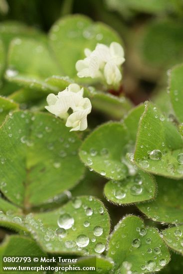 Trifolium subterraneum
