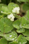 Burrowing Clover blossoms & foliage