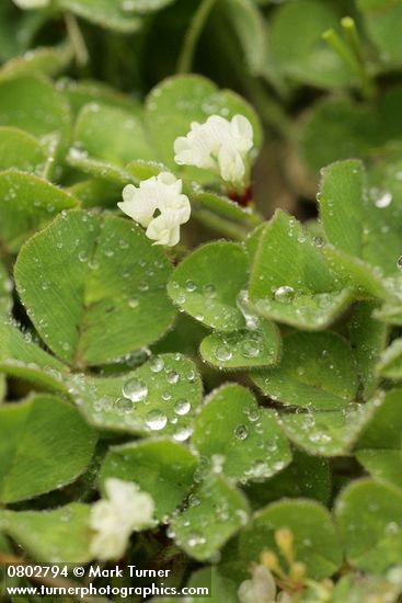 Trifolium subterraneum