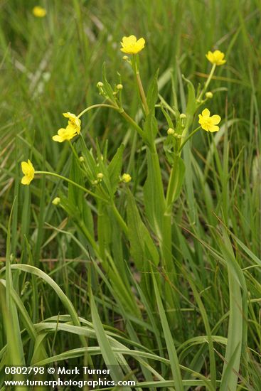 Ranunculus alismifolius