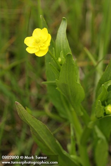 Ranunculus alismifolius