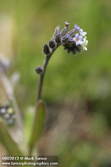 Myosotis discolor