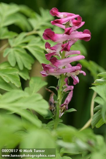 Corydalis scouleri