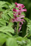 Scouler's Corydalis blossoms & foliage