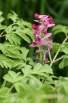 Scouler's Corydalis blossoms & foliage