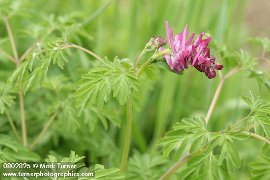 Corydalis scouleri
