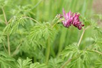 Scouler's Corydalis blossoms & foliage