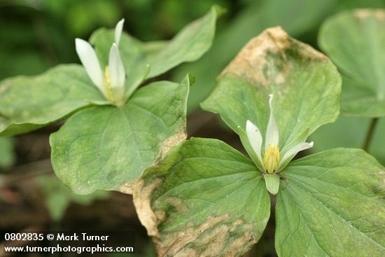 Trillium parviflorum