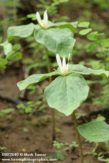 Trillium parviflorum