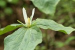 Small-flowered Trillium blossom & foliage