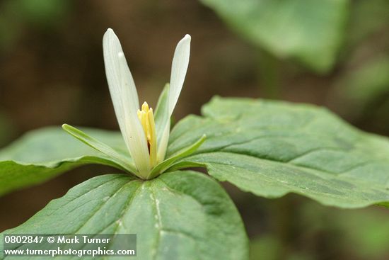 Trillium parviflorum