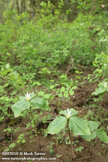 Trillium parviflorum
