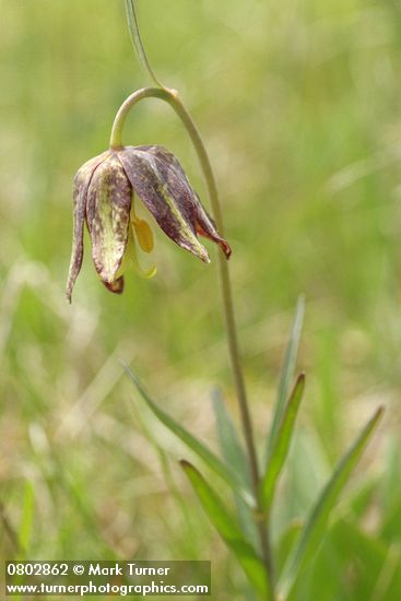 Fritillaria affinis