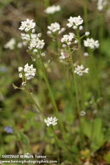 Teesdalia nudicaulis
