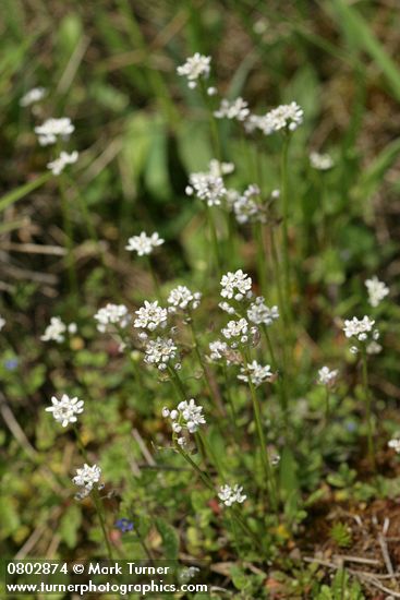 Teesdalia nudicaulis